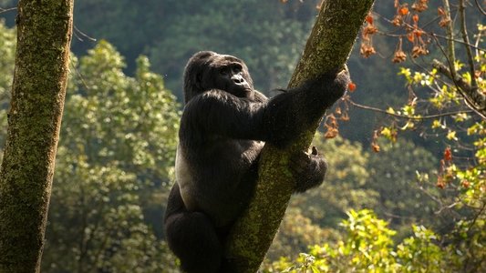 Wild Uganda
