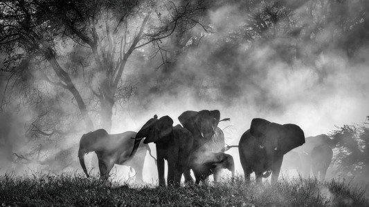 Ghost Elephants