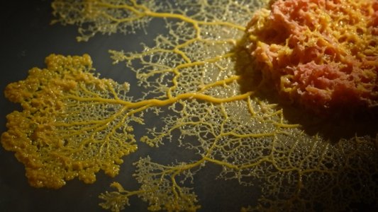 Le Blob, un génie sans cerveau