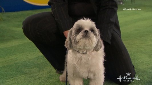 The 2018 American Rescue Dog Show