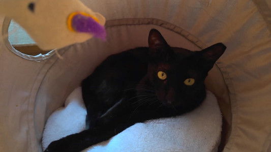 una colección de videos creando por tenerte cerca