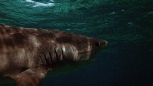 Mako: The Jaws of Death
