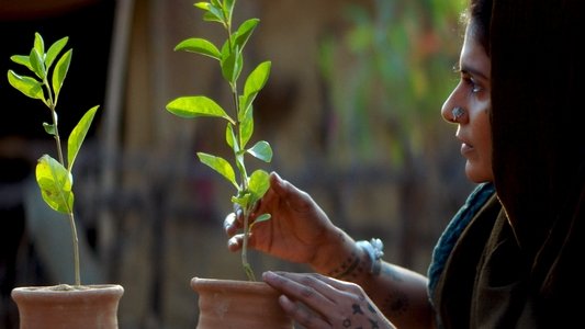 सास, बहू और फ्लेमिंगो