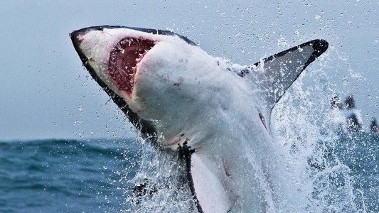 Great Shark Chow Down