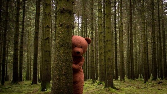 L'ours noir