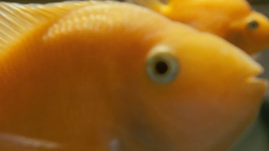 Илья и Захар: Масленица на пределе
