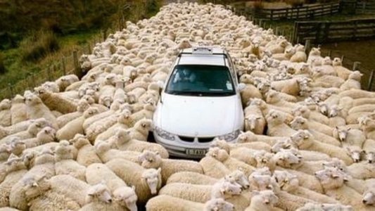 Black Sheep
