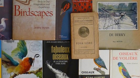 Langue des oiseaux