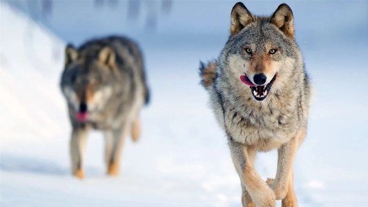Wolf