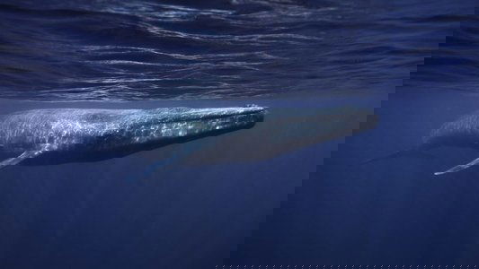 Whales in Crisis