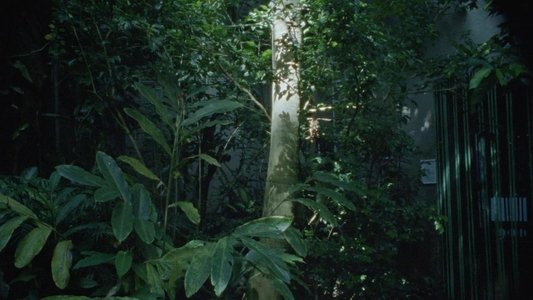 Nido de Cocodrilo