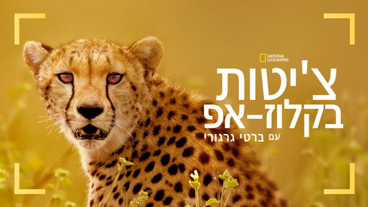 Cheetahs Up Close with Bertie Gregory