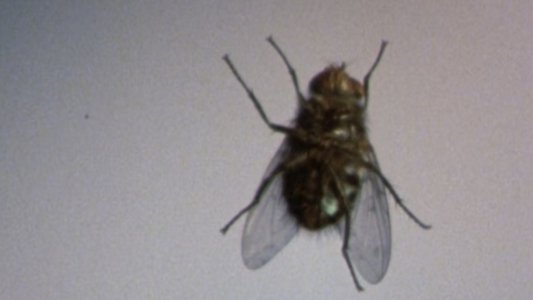 The Fly