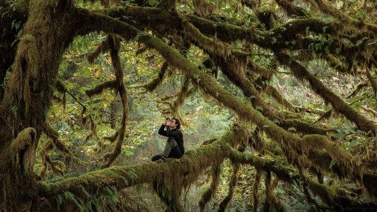 Le chant des forêts