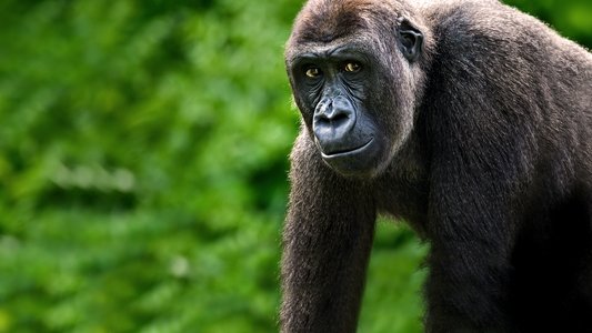 Gorillas Close Up