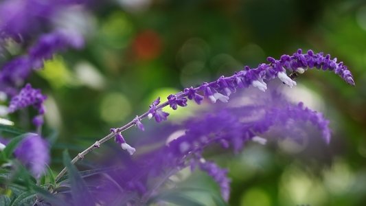 Crisantemos salvajes entre hojas de mi agenda metí una flor