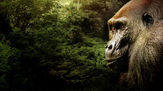 Gorillas Close Up