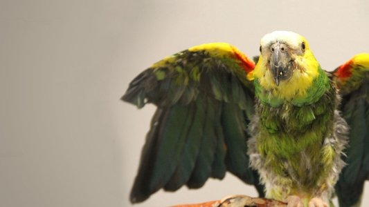 Dr. T, Lone Star Vet