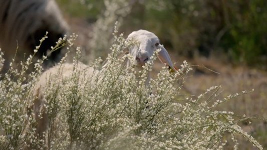 Europe's New Wild
