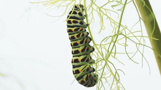 Metamorfose