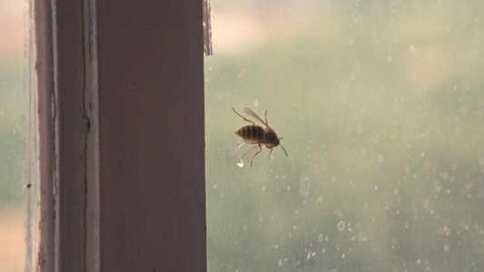 Wasp