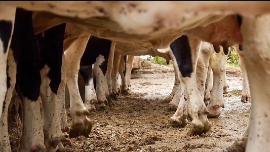 Les vaches n'auront plus de nom