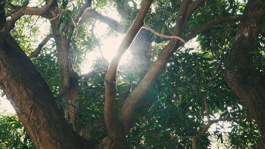 Amaro: O Colégio da Memória