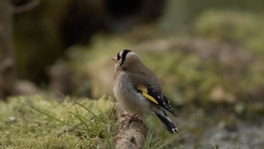 Langue des oiseaux