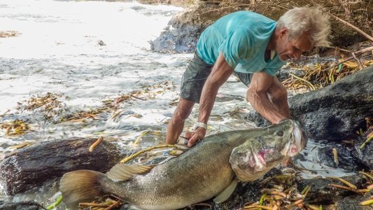 Fishing For Giants