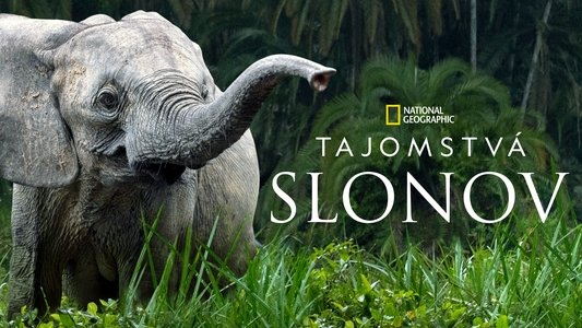 Secrets of the Elephants