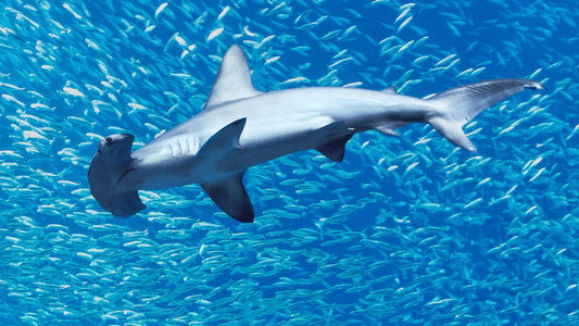Hammerhead Sharks Up Close with Bertie Gregory