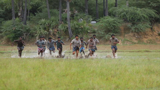 பைசன் காளமாடன்