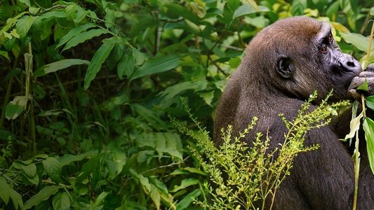 Gorillas Close Up