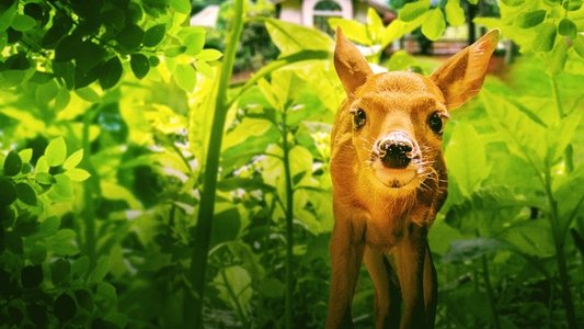 Backyard Wilderness