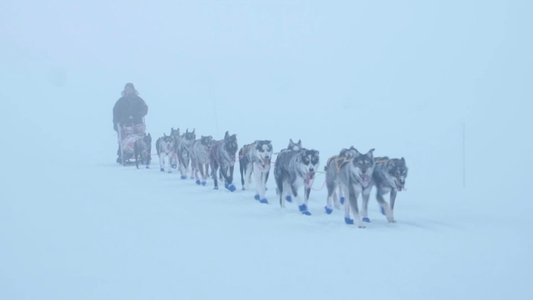 Monsen og hundene