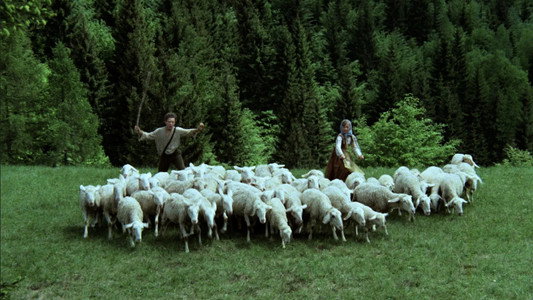 Pastirci