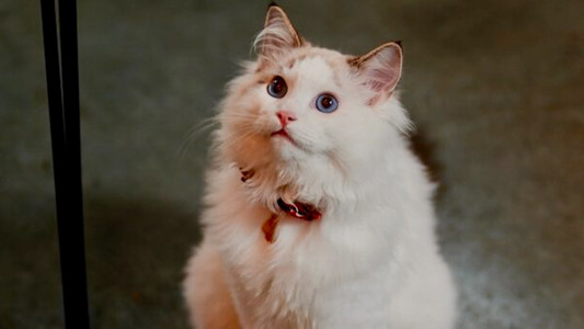 Christmas at the Catnip Café