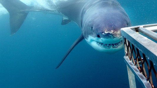 Sharks That Eat Everything