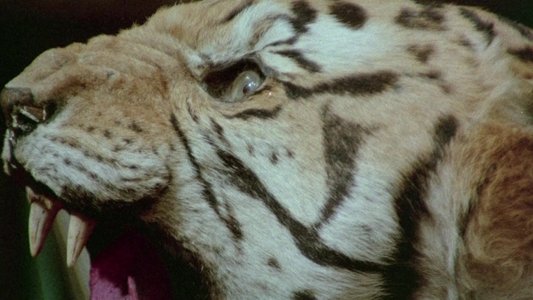 Passi di danza su una lama di rasoio