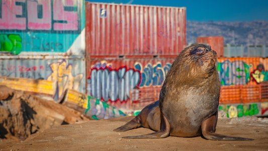 Mammals