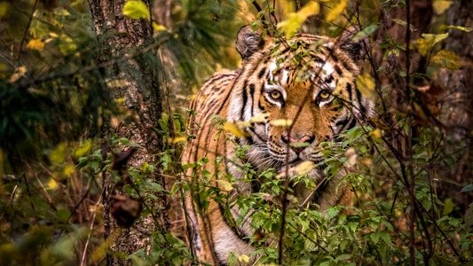Russia's Wild Tiger
