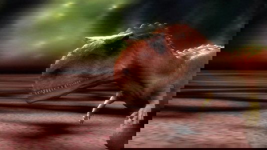 Bizarre Dinosaurs