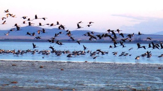 Great Migrations