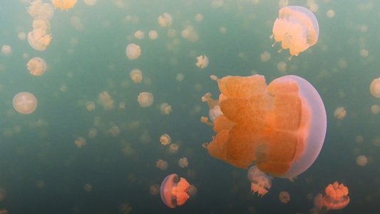 Wonders of Life