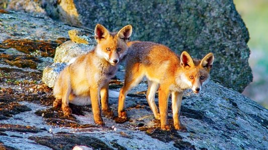 Iberia's Woodlands: Life on the Edge