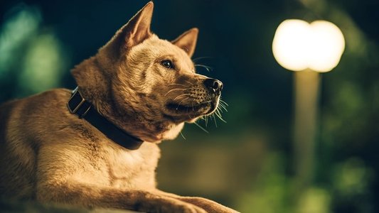 忠犬八公