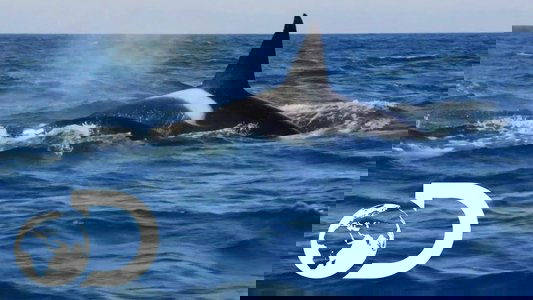 Killer Whales: the Mega Hunt