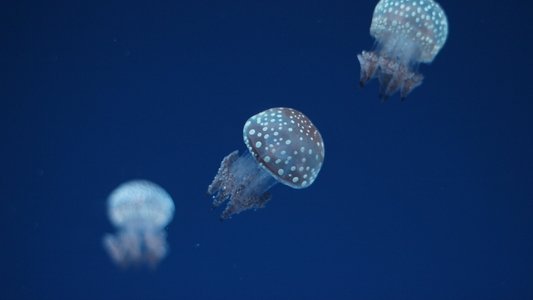 Oceans