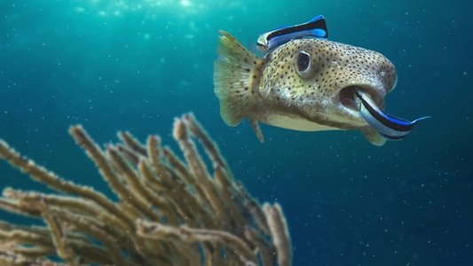 Ocean's Weirdest