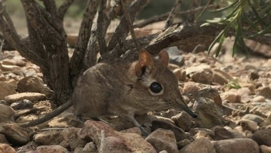 Kobolde des Küstenwaldes - Die Rüsselhündchen von Arabuko